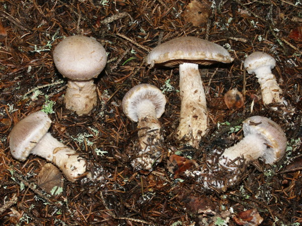 Wolfsgürtelfuss-Cortinarius canabarba