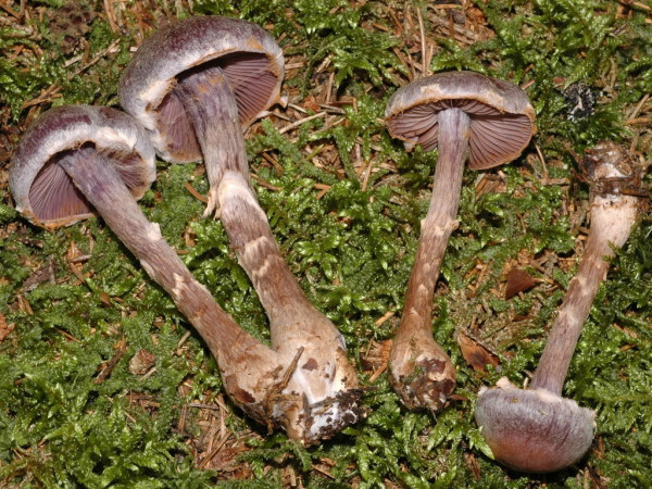 Violetter Rettichgürtelfuss-Cortinarius ionophyllus