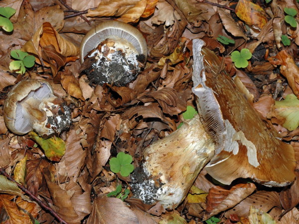 Elfenring-Klumpfuss-Cortinarius magicus
