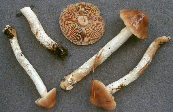 Kiefern-Schleimfuß-Cortinarius mucifluus