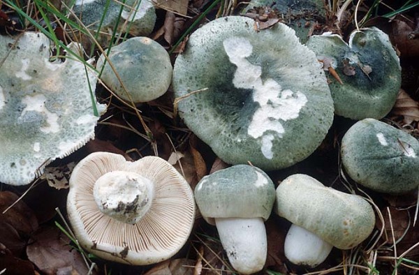 Grüngefelderter Täubling-Russula virescens