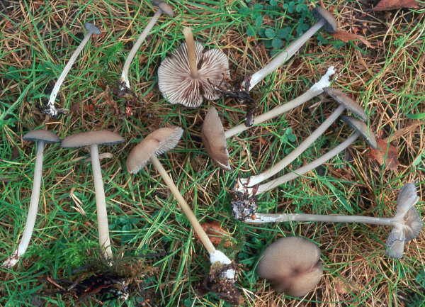 Schwarzschneidiger Rötling-Entoloma caesiocinctum
