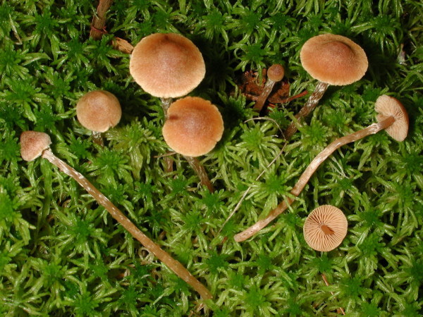 Weissflockiger Sumpfhäubling-Galerina paludosa
