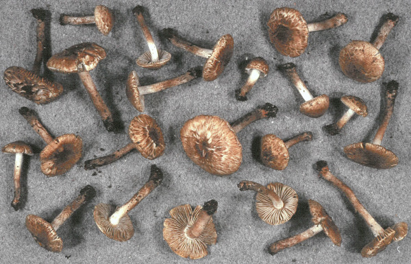 Braunfüssiger Risspilz-Inocybe brunneotomentosa