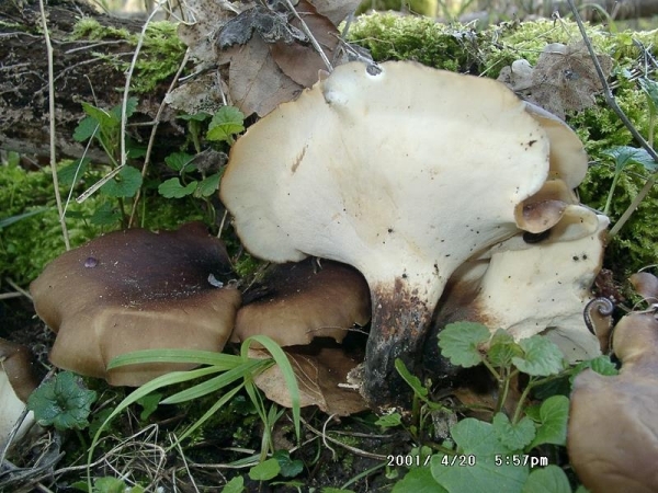 Schwarzfussporling-Polyporus badius
