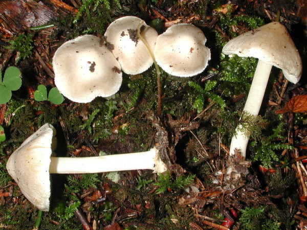 Weisslicher Risspilz-Inocybe umbratica