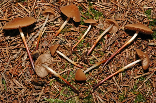 Hornstieliger Schwindling-Marasmius cohaerens