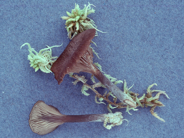 Schwarzbrauner Nabeling-Omphalina fusconigra