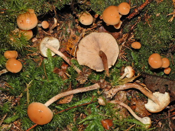 Schwefelkopfähnlicher Schüppling-Pholiota subochracea
