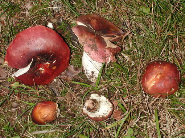 Fleischvioletter Heringstäubling-Russula graveolens