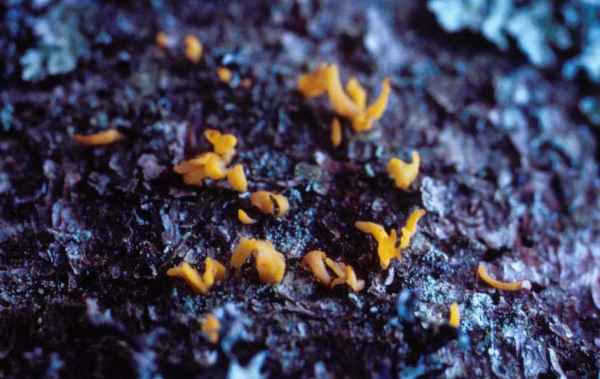 Gegabelter Hörnling-Calocera furcata
