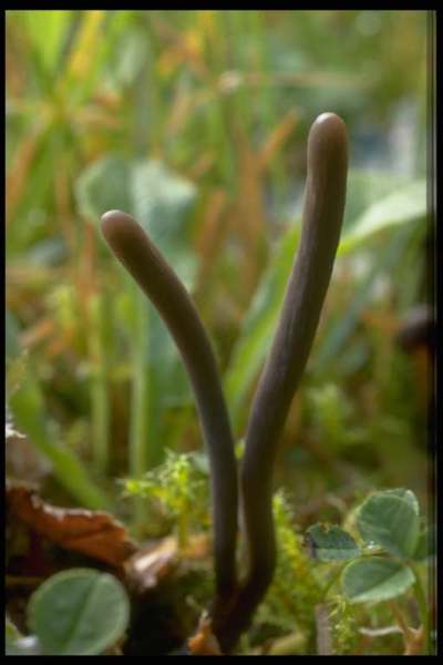 :-Ramariopsis asperulospora
