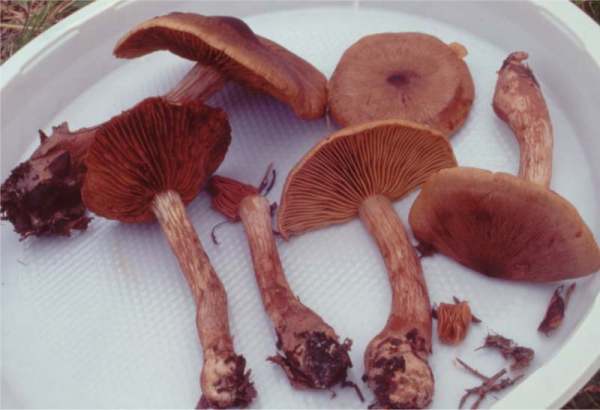 :-Cortinarius caput-medusae