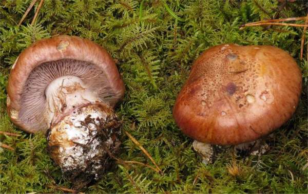 :-Cortinarius delaportei