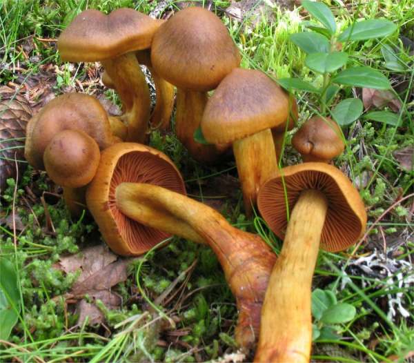 :-Cortinarius fervidus