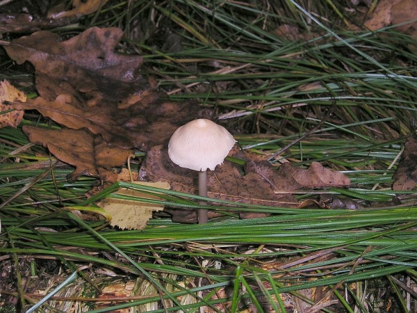 Lila Risspilz-Inocybe geophylla var. lilacina
