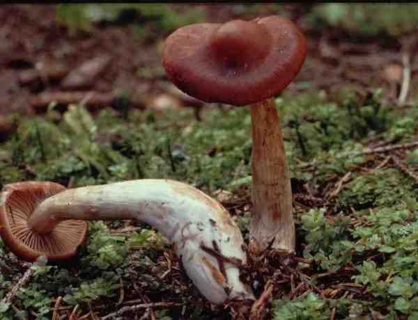 Braungestreifter Wasserkopf-Cortinarius illuminus