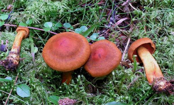 Cortinarius purpureus-Cortinarius phoeniceus