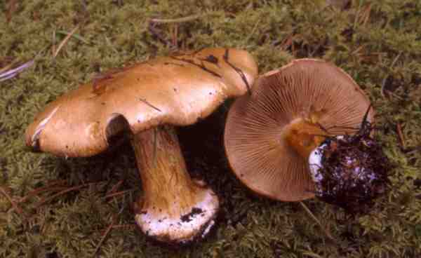 Violettgerandeter Klumpfuss-Cortinarius pseudoglaucopus