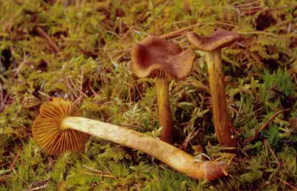 :-Cortinarius sphagneti