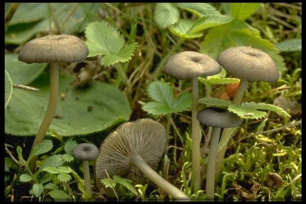 Blaugrüner Rötling-Entoloma querquedula