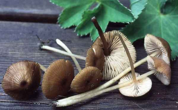 Dattelbrauner Zärtling-Entoloma weholtii