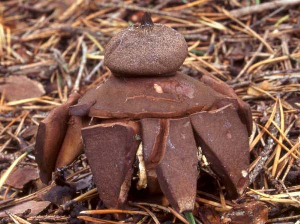 Starkbehöfter Erdstern-Geastrum berkeleyi