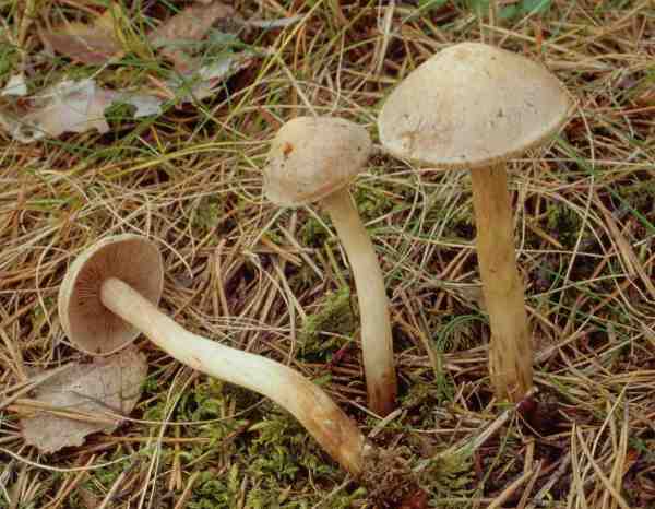 Langstieliger Fälbling-Hebeloma incarnatulum