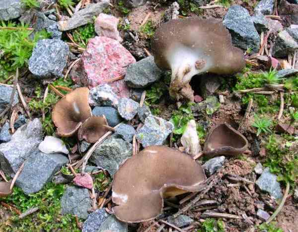 Rippenstielige Lorchel-Helvella solitaria