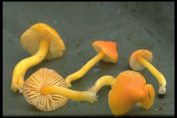Glänzender Orangesaftling-Hygrocybe aurantiosplendens