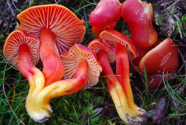 Prächtiger Saftling-Hygrocybe splendidissima