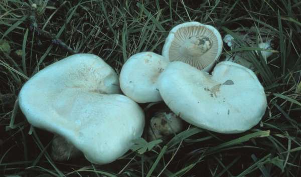 :-Hygrophorus penarioides