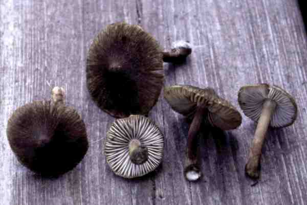 : Risspilze, Wirrköpfe-Inocybe acutella