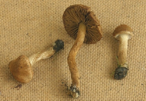 : Risspilze, Wirrköpfe-Inocybe vulpinella var.fuscolamellata