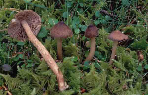 Knollenloser Risspilz-Inocybe soluta