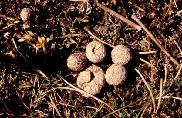 Kastanienbrauner Stäubling-Lycoperdon lividum