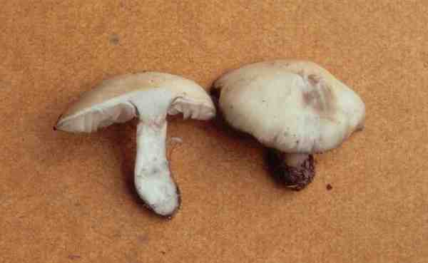 Blauender Rasling-Lyophyllum transforme