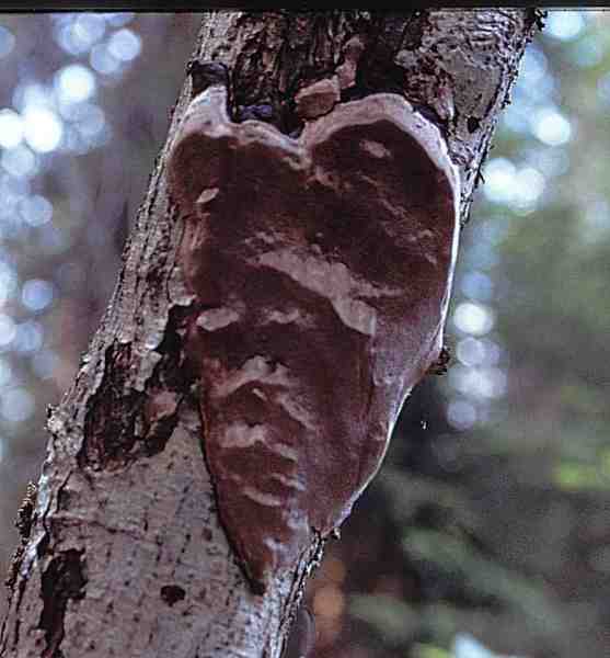 Birken-Feuerschwamm-Phellinus laevigatus