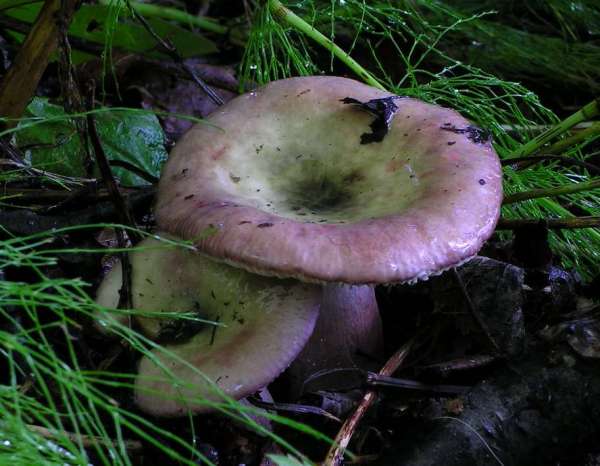 Zierlicher Birkentäubling-Russula gracillima