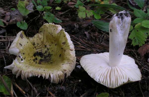 Espentäubling-Russula pelargonia