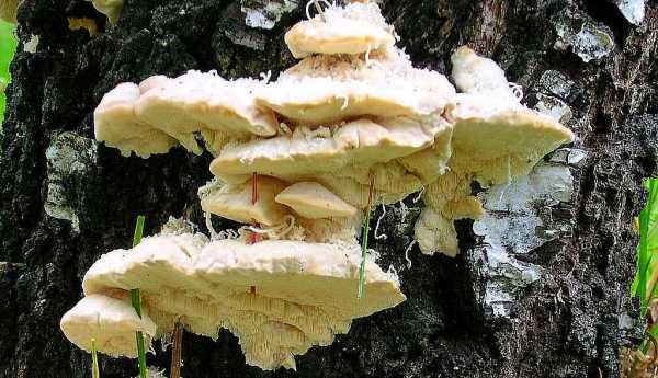 Samtige Tramete-Trametes pubescens