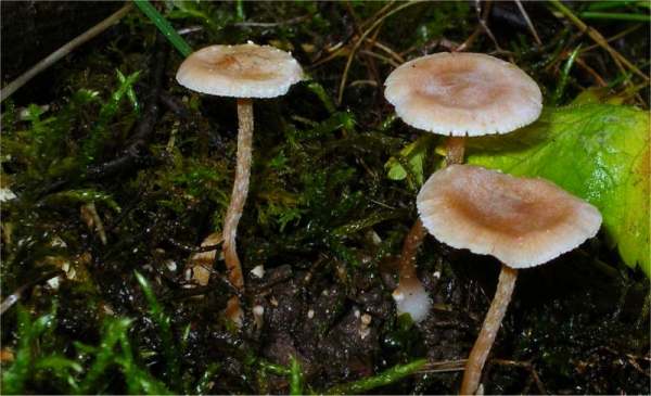 Flockiger Trompetenschnitzling-Tubaria conspersa