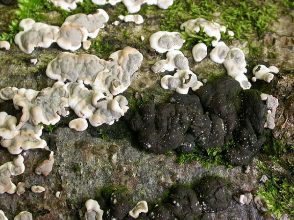 Brandiger Krustenpilz-Kretzschmaria deusta