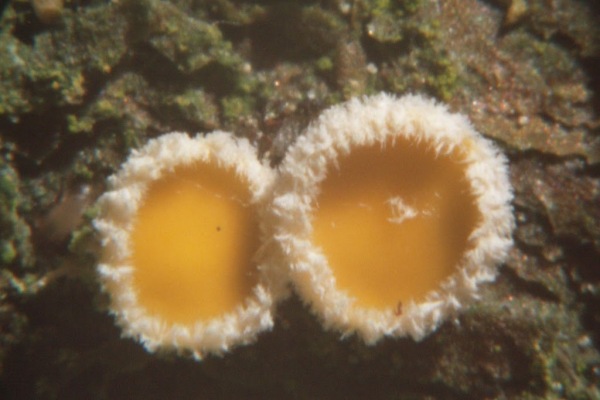 : Haarbecherchen-Lachnellula pseudofarinacea