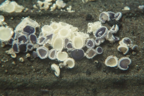 Weisses Haarbecherchen-Lachnum  virgineum
