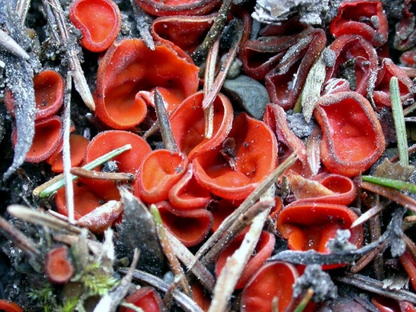 : Kurzhaarbosrstling-Melastiza carbonicola