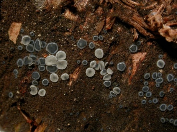 : Weichbecherchen-Mollisia hydrophila