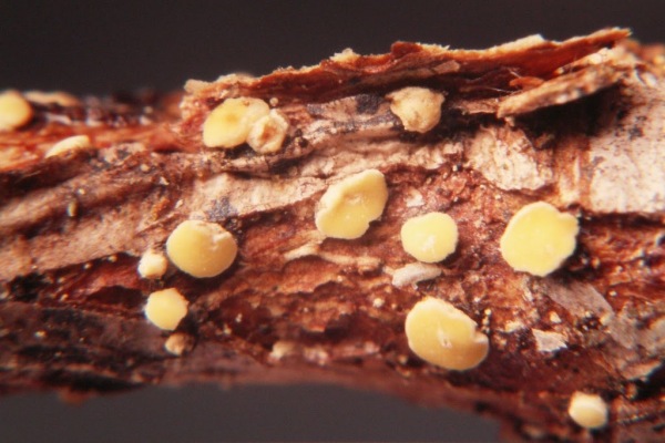 : Rindenbecherchen-Pezicula myrtillina