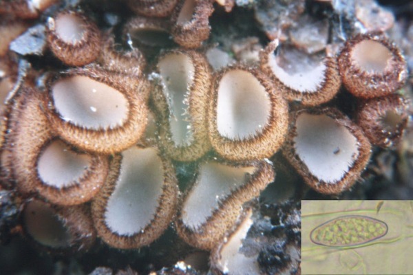 Geselliger Borstling-Trichophaea gregaria