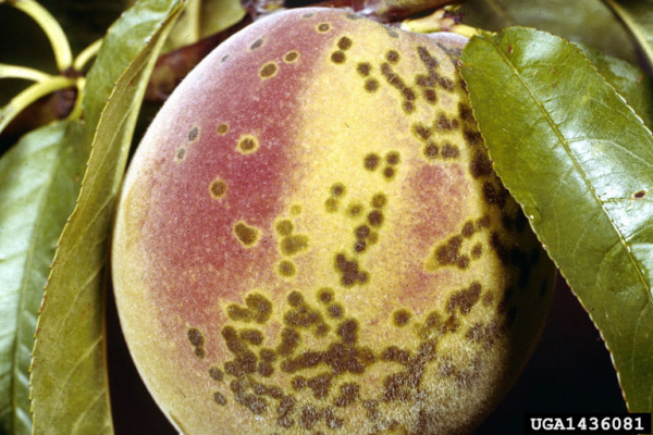 Pfirsich-Schorf-Venturia carpophila